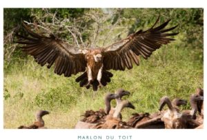 A large flock of vultures