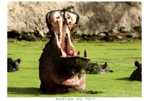 A happy hippo with its pod in a green algae-covered stream