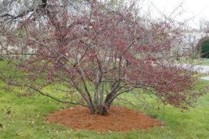 The crab apple is now without leaves.