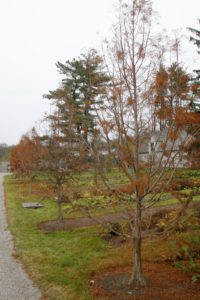 A row of bald cypress nearly bare of foliage