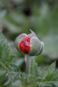 How funny and strange - an oriental poppy is wanting to bloom in November!