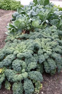 The cole crops - kale and collards look good in the vegetable garden.