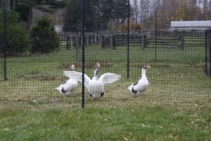 The Pomeranian geese are happy in their penned yard.