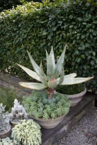 The courtyard is filled with tropical plants, such as this aloe surrounded by succulents.
