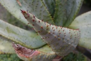 The spines of the aloe
