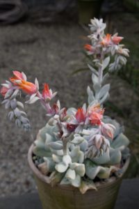This is a pretty blooming escheveria.