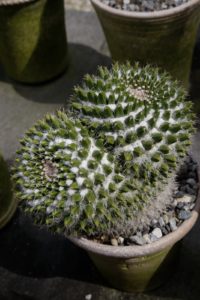 A combination of hairy and spiny