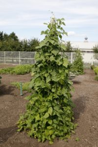 These are yard-long beans growing on pyramid forms.