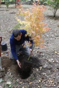 Placing the tree into the hole