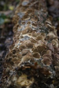 Bracket fungus is so textural and interesting to look at.