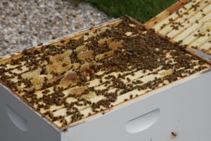 Indeed, this is a very healthy hive with many, many female worker bees.  This hive no longer needs to be fed sugar syrup.