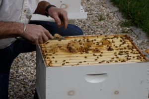 Guy neatens up the hive by removing the extraneous burr comb.