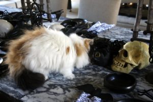 Then she saw the spooky black cat and the human skull!
