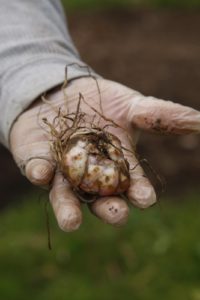 Wilmer's gloved hand displaying a lily bulb.