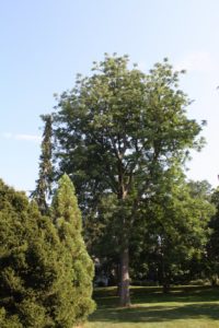 A grand old specimen of Kentucky Coffee Tree, Gymnocladus dioicus