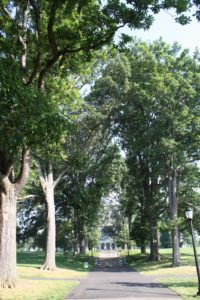 The Scott Arboretum has been replacing dead trees with new Swamp White Oaks, Quercus bicolor.
