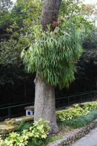 A giant Platycerium bifurcatum (Staghorn Fern) attached to a Live Oak. This plant weighs about 200 pounds when wet!