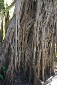The Strangler Fig is named because the bird-deposited seeds will germinate in the crook of an existing  tree.  The seedling will grow as an epiphyte until it roots into the soil.  Then it'll continue to grow ever larger until it chokes out its host.