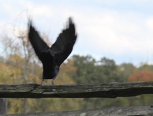 A crow lifting off