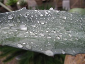 A droplet covered fleshy leaf of the agave