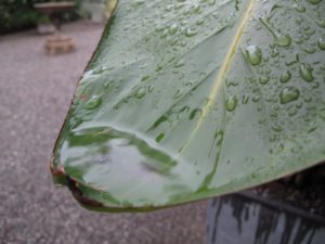 Rain water pools at the cup-like end of a banana leaf.