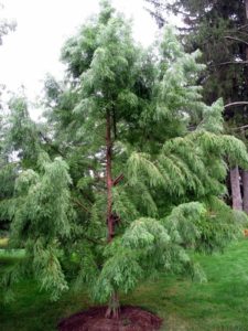 A feathery bald cypress tree