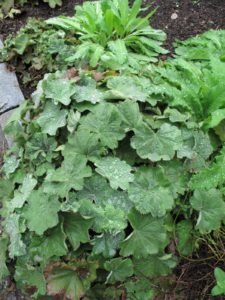 The grayish-green leaves of lady's mantle