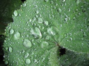 Lady's mantle leaves are covered with soft hairs, which hold water drops on the surface and along the edges.