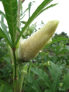 Okra is related to hibiscus and their flowers are very similar.