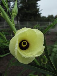 The center of the okra flower is deep maroon.