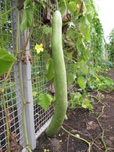 A very long gagootz squash hanging from the vegetable garden fence