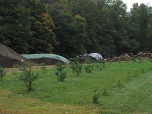 The compost yard with the Christmas tree farm