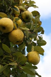 Related to apples and pears, quince are too astringent to eat raw, however, they make excellent jellies, jams, and puddings.