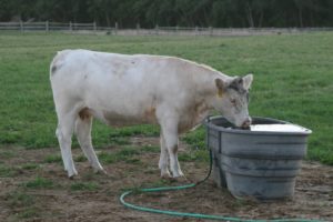 Preparing for the night ahead - Charolais is a historic breed of cattle originally from France and central Europe.