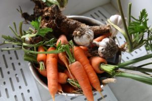 Picked right from the garden - carrots, horseradish, garlic, and celery
