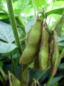 The edamame - soybean - are not quite ready for picking.