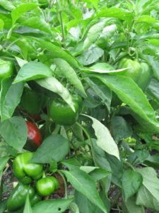 Pepper - Yankee Bell - a green pepper that becomes red