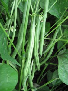 The peas and beans have been amazing!  Snap beans - Fresh Pick