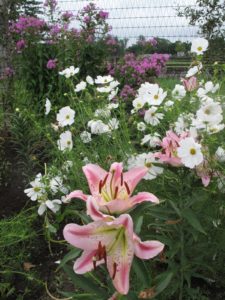 There are still some lovely blooms - lilies, cosmos, and flox