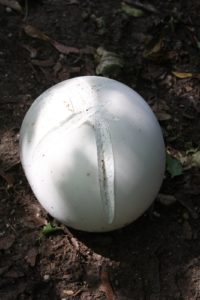 Puffballs can attain diameters of two to three feet or more, and a single specimen has been estimated to produce as many as nine trillion spores!