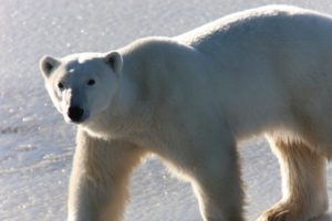 We travelled to Churchill to see the polar bear migration for a television segment.  This is one of the gorgeous creatures that we saw.
