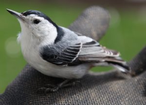 I came across this handsome nuthatch, which must have crashed into a window and become stunned.  He flew away shortly after I picked him up.