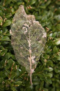 Walking past a boxwood, my eyes were drawn to this dried up 'skeleton' leaf.