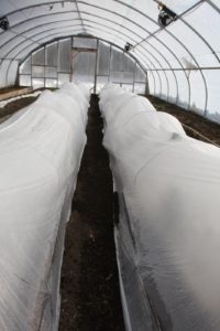 Artichoke plants are growing under this insulating plastic.