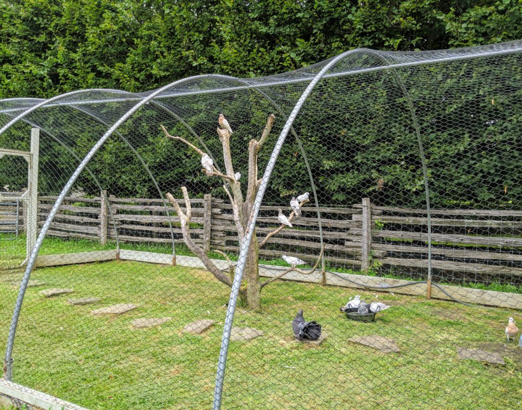 Expanding the Pigeon Enclosure - The Martha Stewart Blog