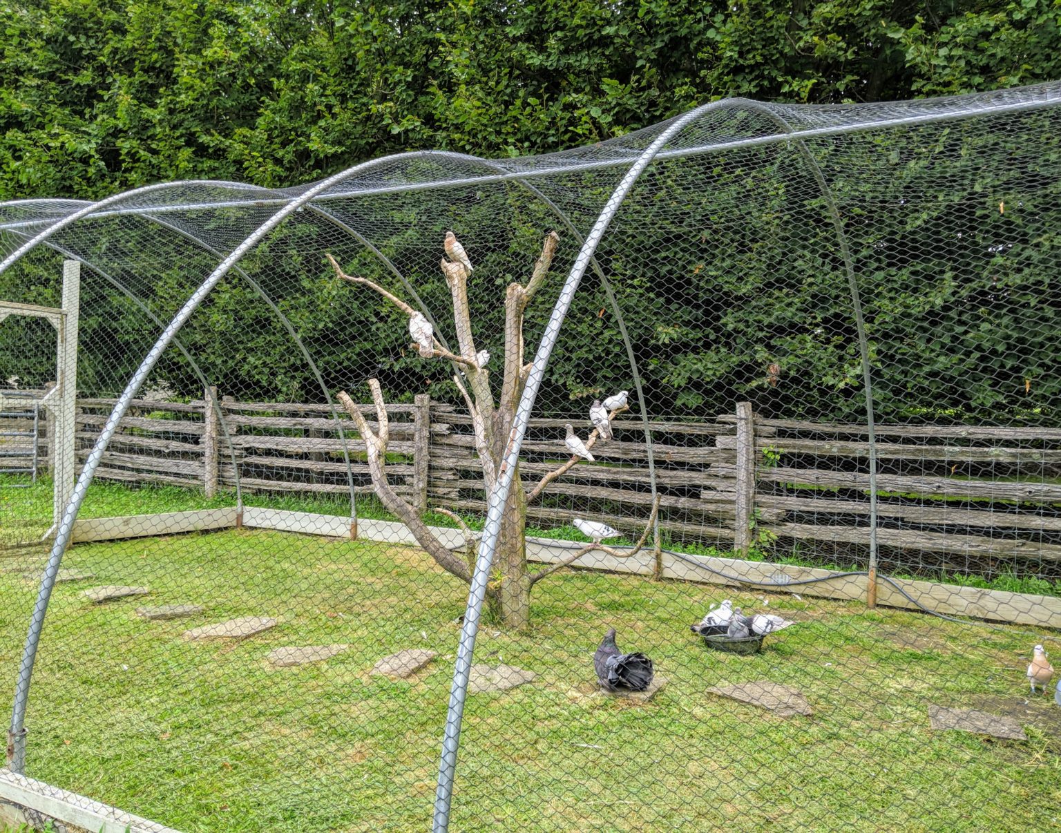 Expanding the Pigeon Enclosure The Martha Stewart Blog