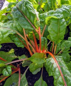 The Swiss chard stalk colors are so vibrant with stems of red, yellow, rose, gold, and white. Chard has very nutritious leaves making it a popular addition to healthful diets. Swiss chard is a tall leafy vegetable that’s part of the goosefoot family – aptly named because the leaves resemble a goose’s foot.