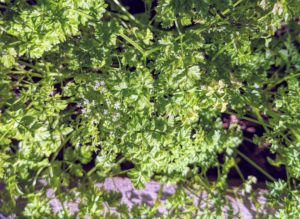Chervil, sometimes called French parsley or garden chervil, is a delicate annual herb related to parsley. It is commonly used to season mild-flavored dishes.