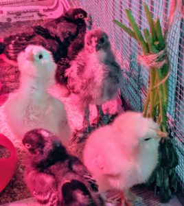 If you follow this blog regularly, you may recall these adorable chicks. The peeps hatched in a special incubator I keep in my kitchen.
