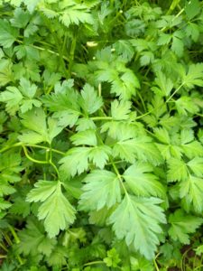 All the crops look fantastic. Cilantro, Coriandrum sativum, is also known commonly as coriander or Chinese parsley. Coriander is actually the dried seed of cilantro. Cilantro is a popular micro-green garnish that complements meat, fish, poultry, noodle dishes, and soups.